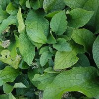 Symphytum ibericum 